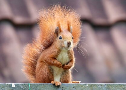 Nager animals nature