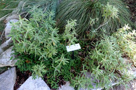 Phlomis lanata - Zilker Botanical Garden - Austin, Texas - DSC08790 photo
