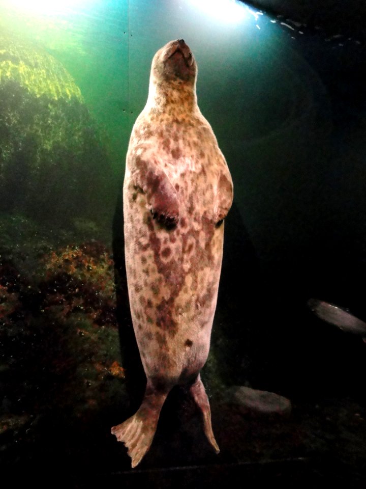 Phoca hispida - Finnish Museum of Natural History - DSC04557