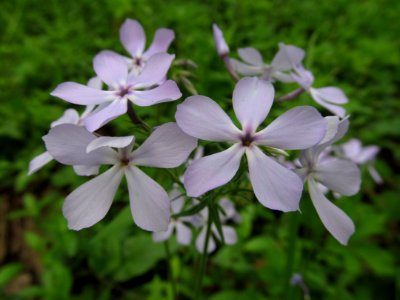 Phlox divaricata, 2021-05-06, Bird Park, 02