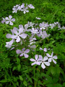 Phlox divaricata, 2021-05-06, Bird Park, 01