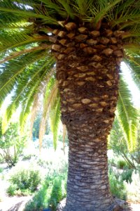 Phoenix canariensis - Leaning Pine Arboretum - DSC05710