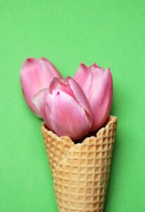 Ice cream cone waffle green