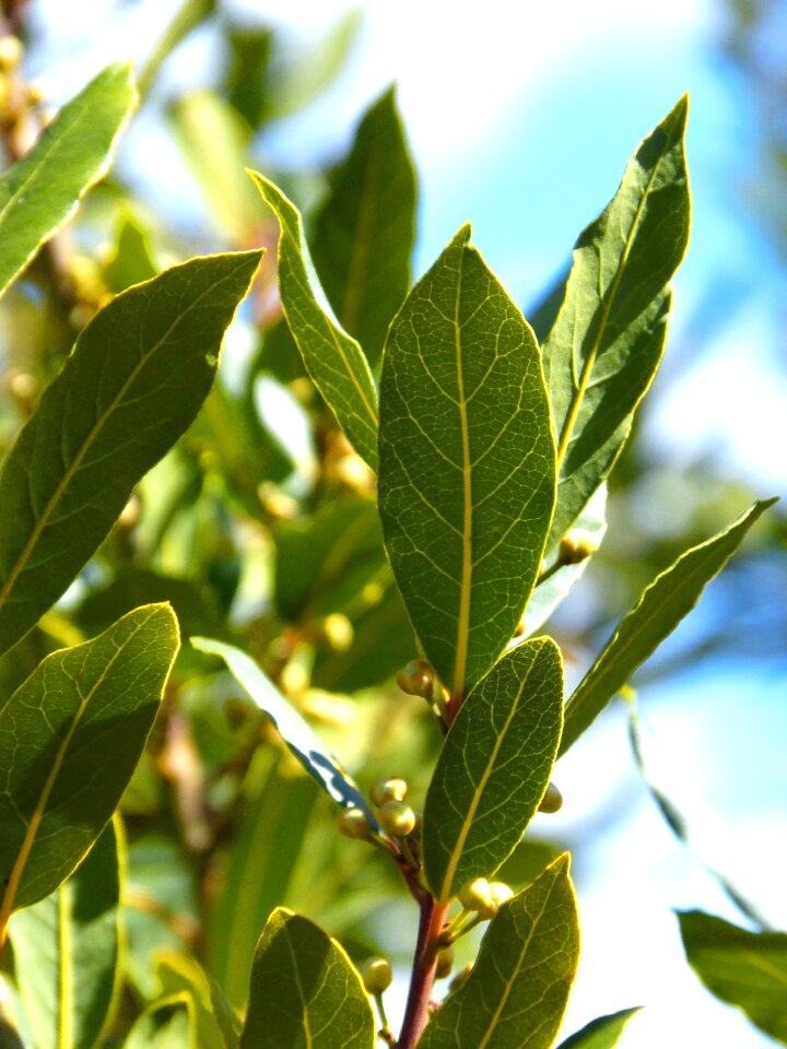 Leaves tree spices