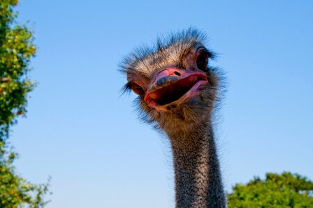 Ostrich nature bird photo