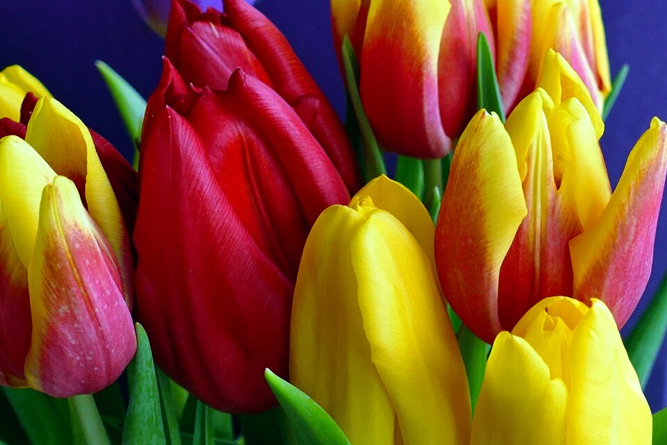 Nature yellow floral