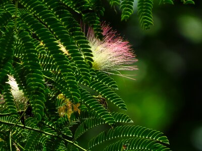 Plant blossom foliage