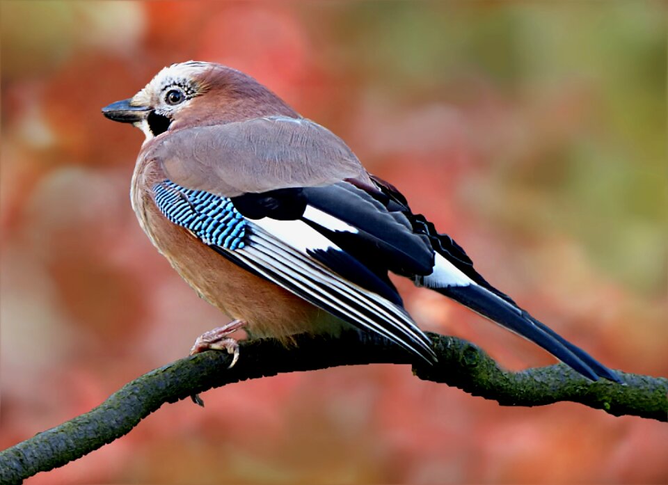 Garrulus glandarius garden ast foraging