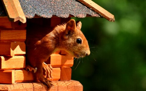 Rodent nature cute photo