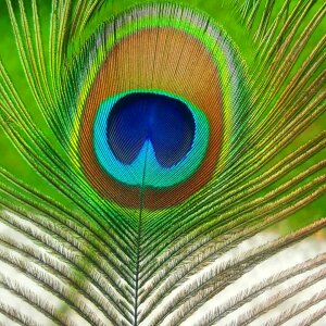 Madárféle beautiful feather