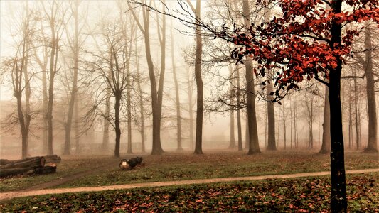 Cold january nature