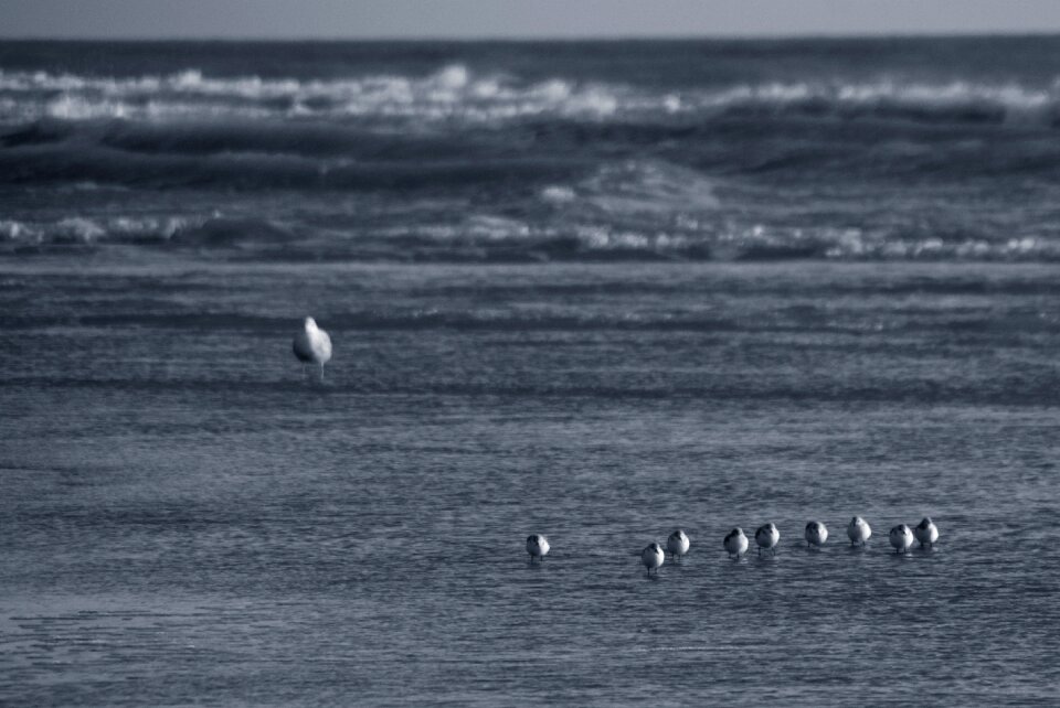Seagulls baby birds camber sands