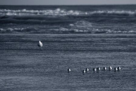 Seagulls baby birds camber sands