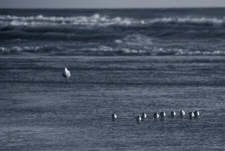 Seagulls baby birds camber sands photo