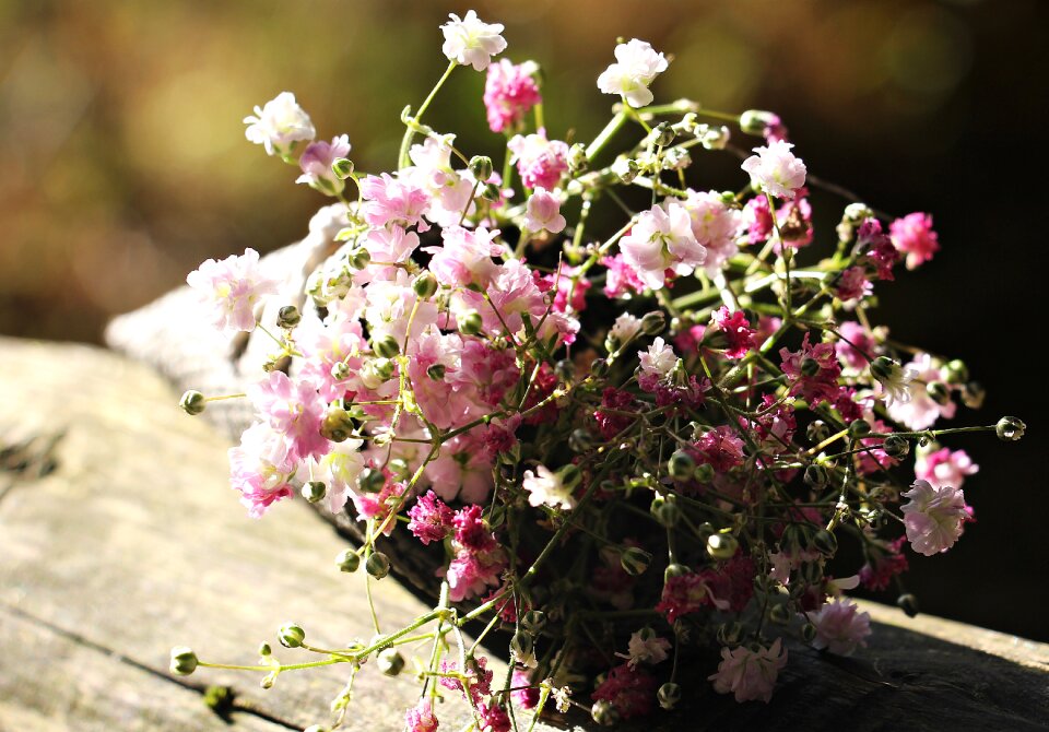 Ornamental flower ornamental plant flowers
