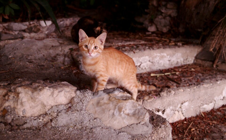 Cute outdoors steps