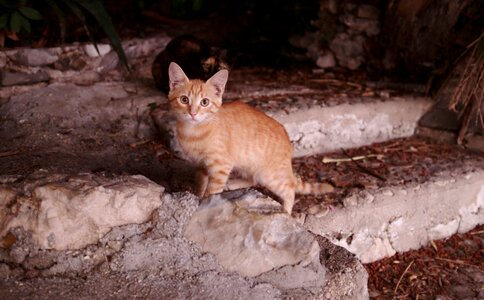 Cute outdoors steps photo