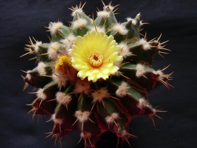 Plant nature sting