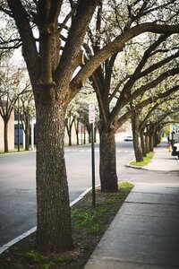 Sidewalk street trees photo