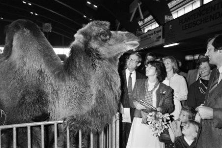 Prinses Margriet en Pieter bij een kameel op de tentoonstelling, Bestanddeelnr 931-0430