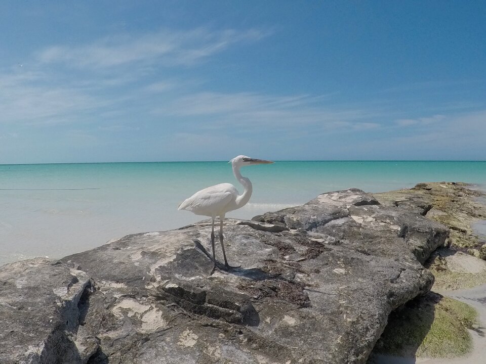 Sealife mexico holbox island