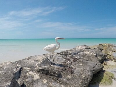 Sealife mexico holbox island