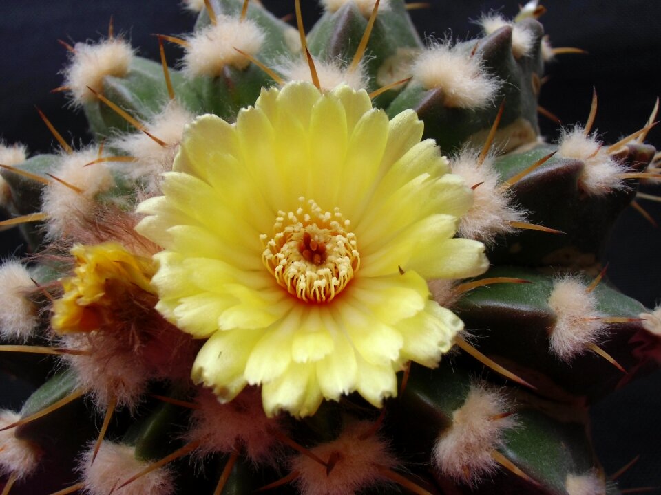 Plant nature sting