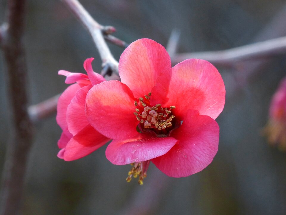 Beauty delicacy pink