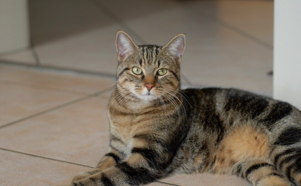Domestic feline cute