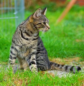 Three coloured domestic cat cat face photo