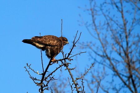 Bird of prey raptor elbaue