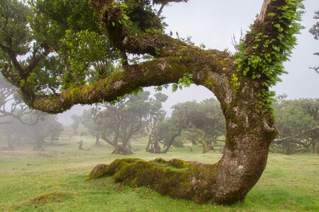 Laurel tree madeira old tree