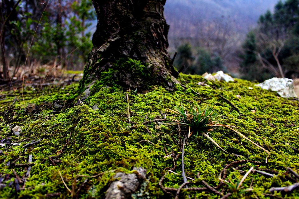 Plant grass trunk