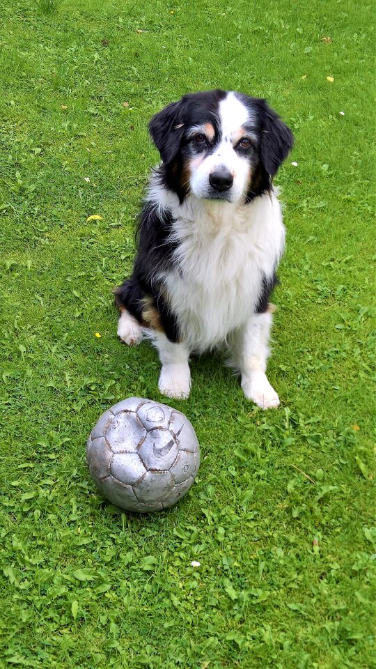 Australia shepard black white brown with football
