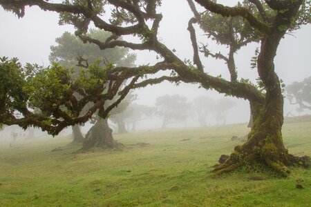 Old trees foggy mystical