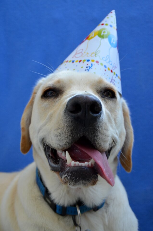Birthday happy animal