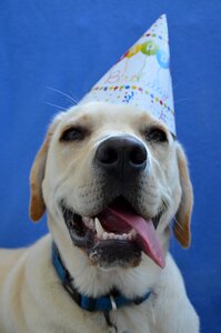 Birthday happy animal