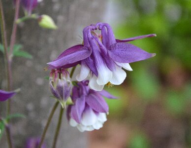 Nature plant blooming
