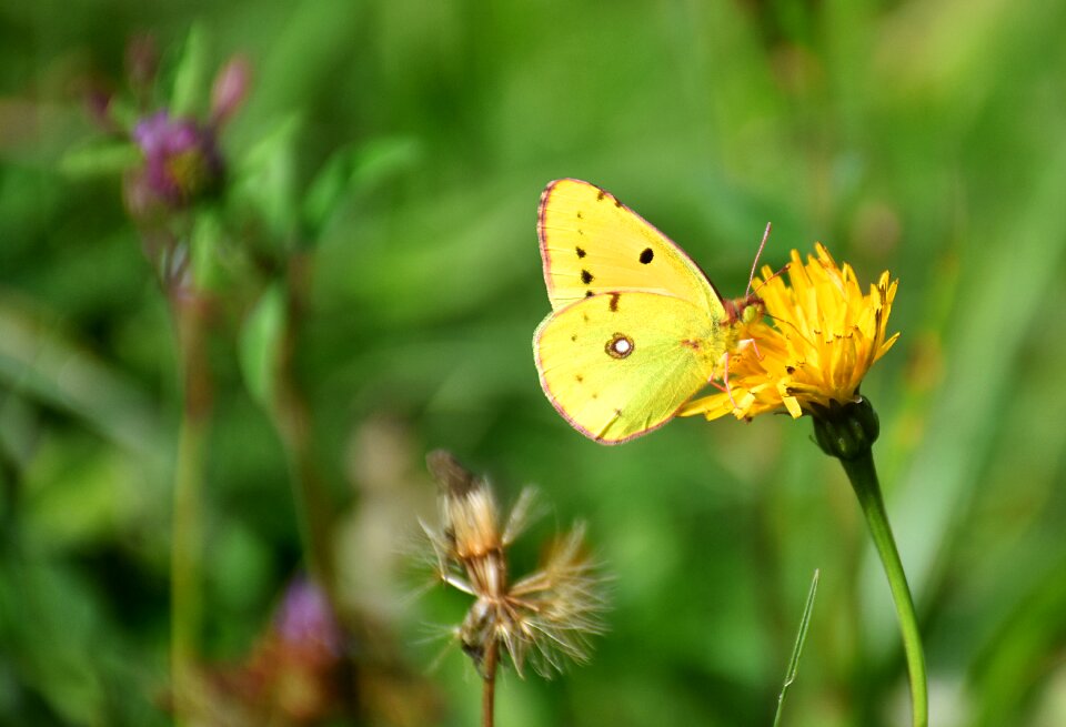 Posthoernchen white clover clouded yellow common clouded yellow