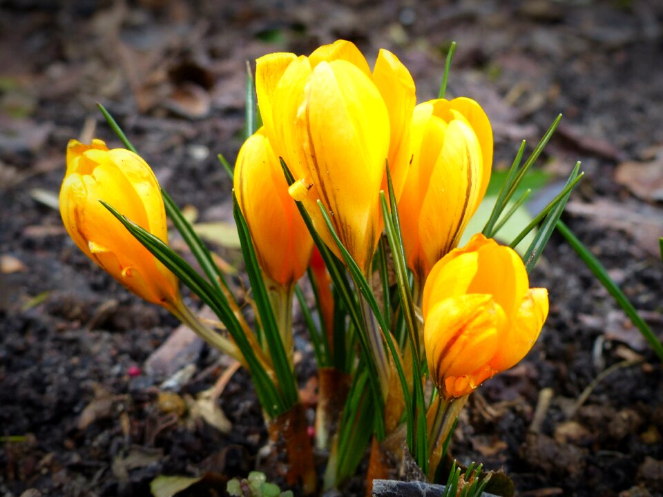 Yellow blossom bloom