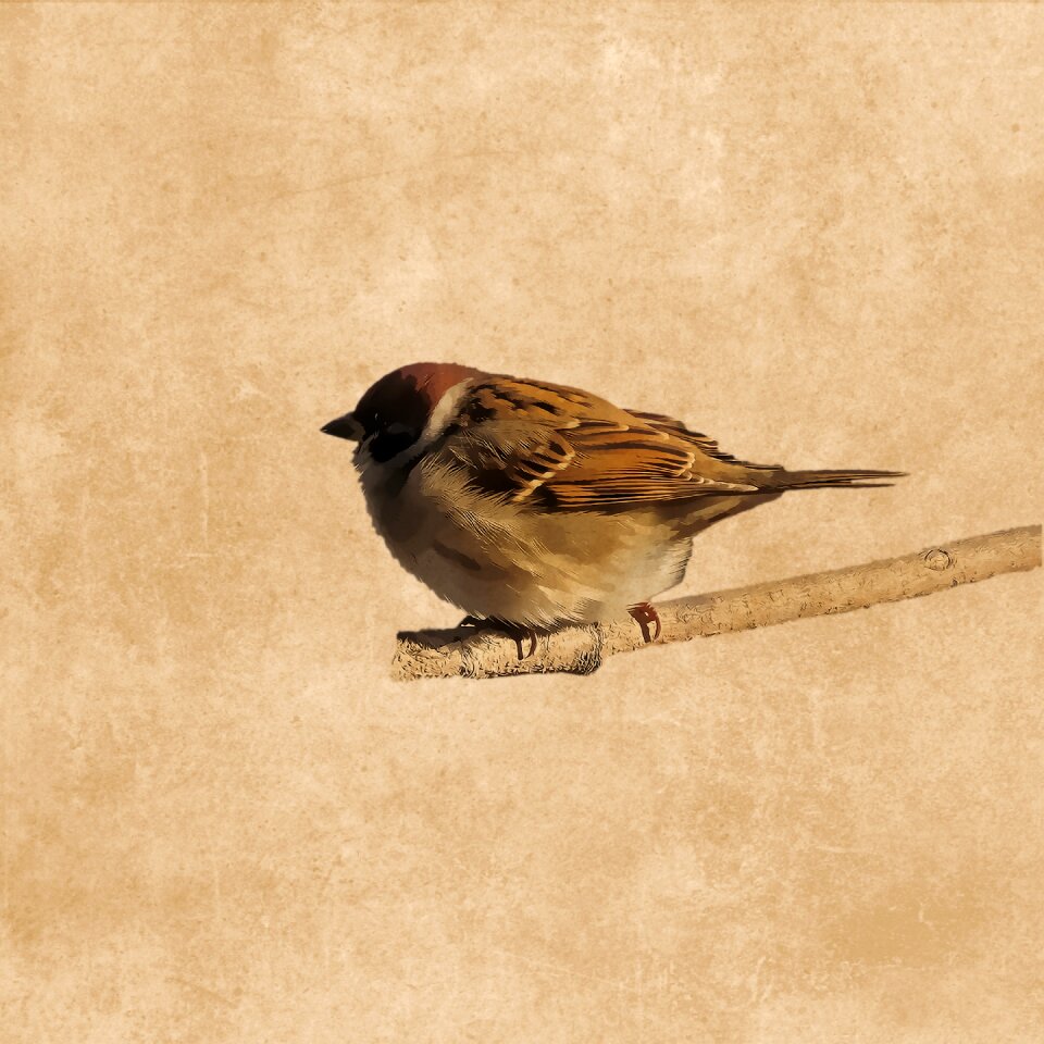 Branch sperling drawing