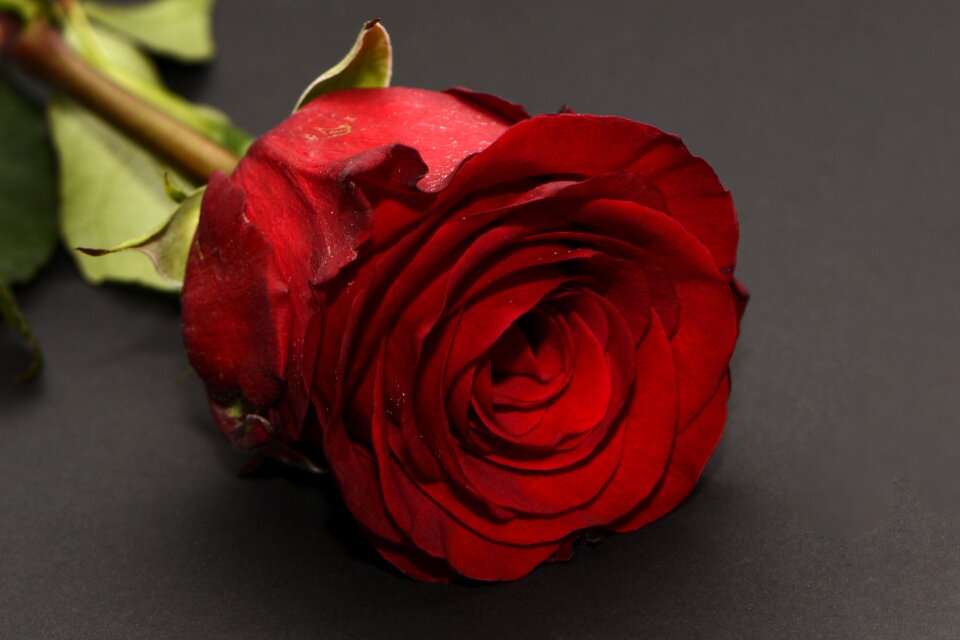 Romance romantic love