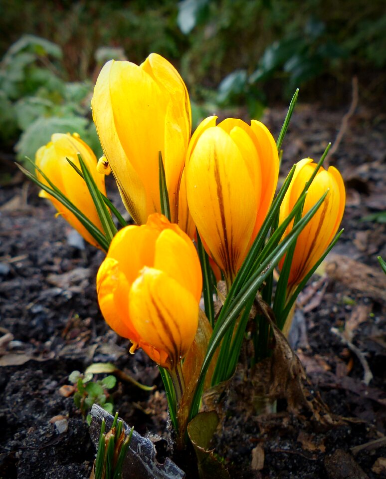Yellow blossom bloom