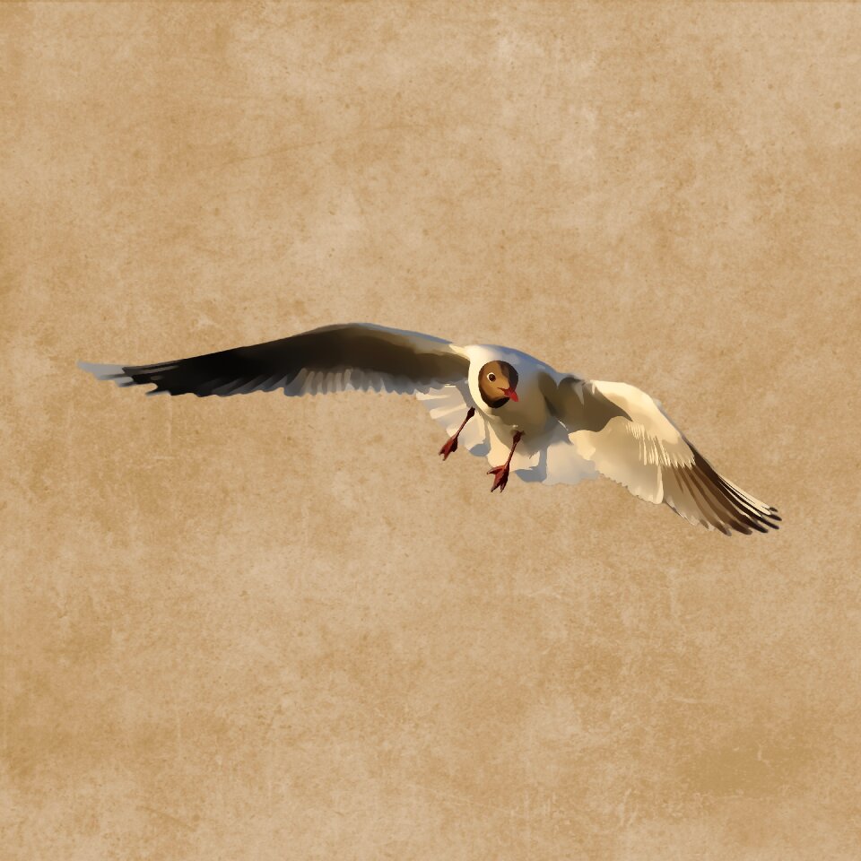 Flying plumage drawing