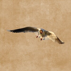 Flying plumage drawing