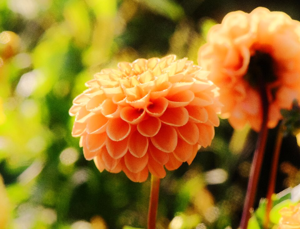 Asteraceae flower garden ornamental flower