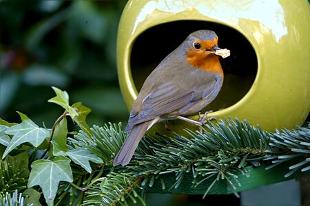 Erithacus rubecula winter food