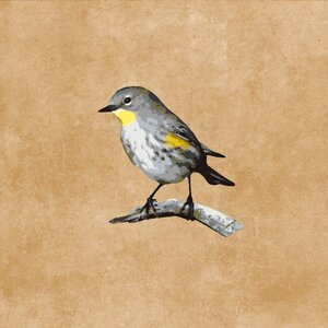 Plumage branch drawing