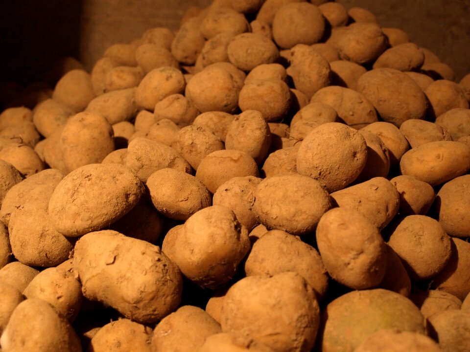 The wine cellar natural vegetables eco food