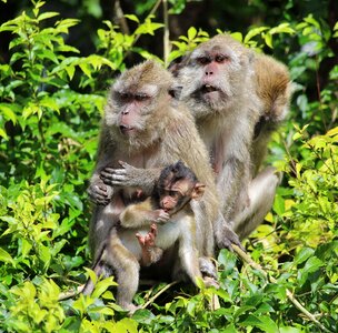Ape monkey baby mauritius photo